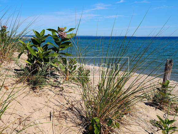 Beach Grass and Milkweed along Lake Michigan, Sleeping Bear Dunes National Lakeshore