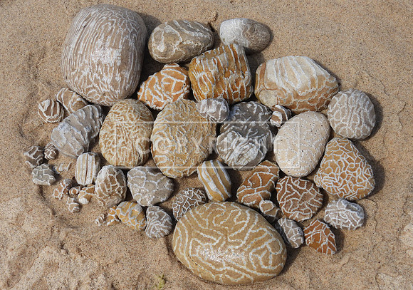 Lake Michigan Rocks - Chain Coral