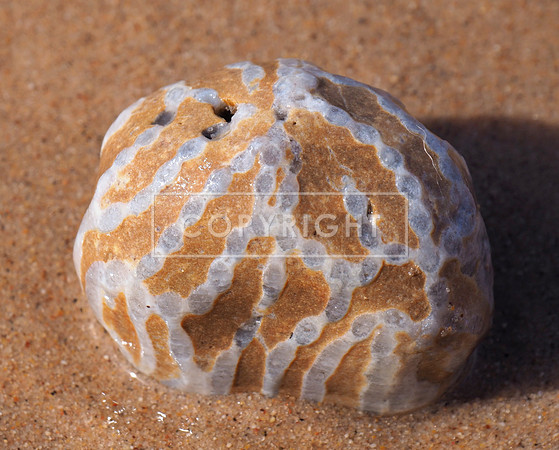 Chain Coral