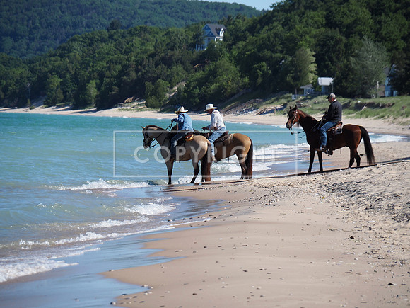 Horses taking a drink and dip in Lake Michigan, before their 220-mile gallop to Lake Huron