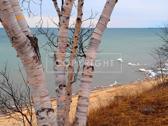 US-2 Birch Trees in Spring, Lake Michigan