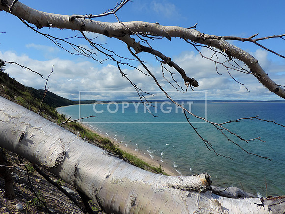 Birch Tree, Empire Bluffs, Lake Michigan