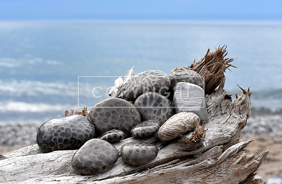 Petoskey Stones & Fossils