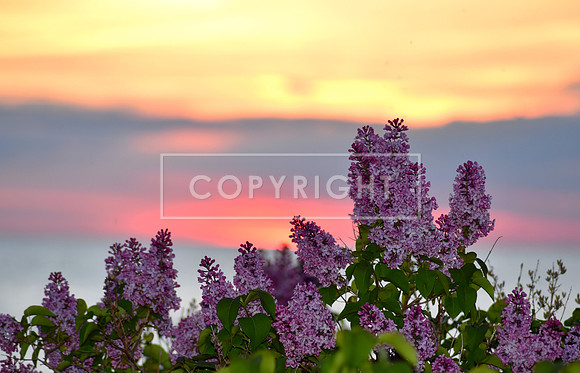 Lake Michigan Sunset Lilacs