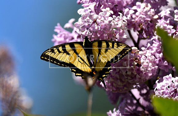 Tiger Swallowtail in Lilacs 2