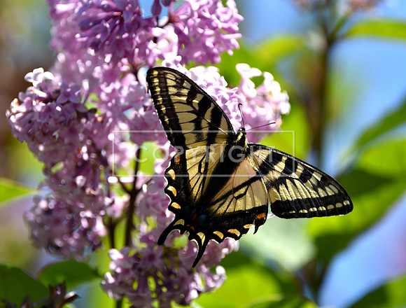 Tiger Swallowtail in Lilacs 1