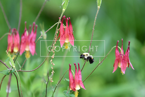 Wild Columbines with Bee