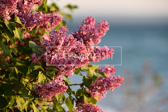 Beach Lilacs