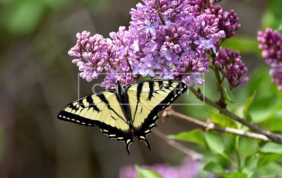 Tiger Swallowtail in Lilacs 3