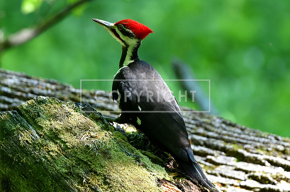 Pileated Woodpecker