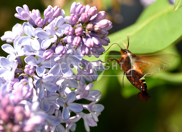 Hummingbird Moth