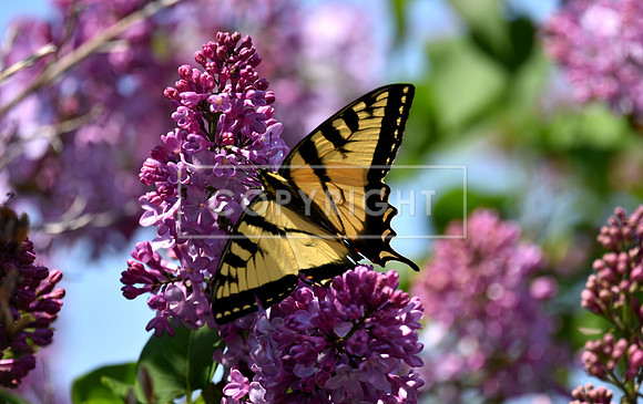 Tiger Swallowtail in Lilacs 4