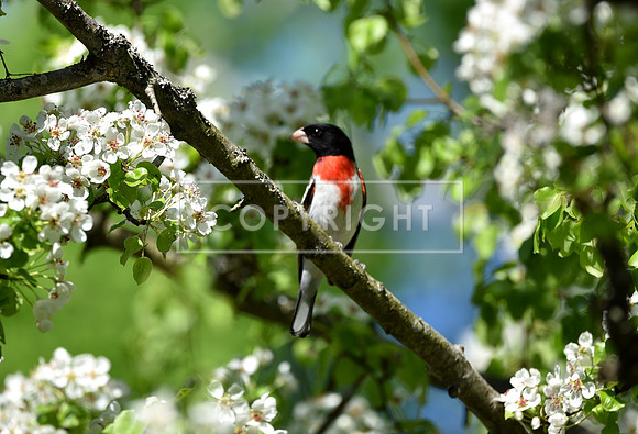 Rose-Breasted Grosbeak