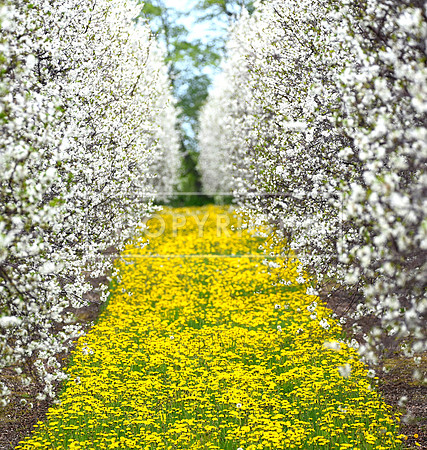 Cherry Orchard