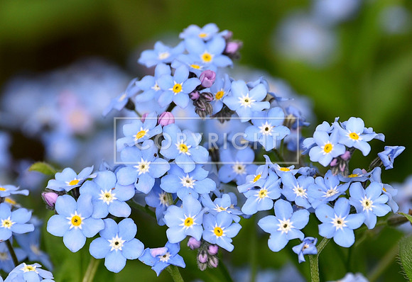 Forget Me Nots