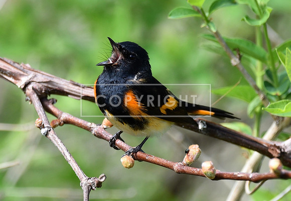 Redstart Warbler