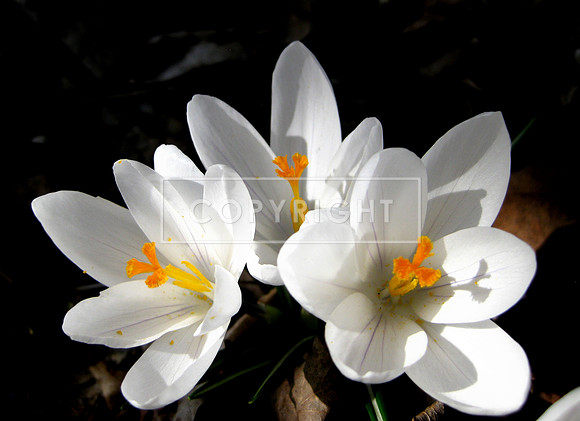 Crocus