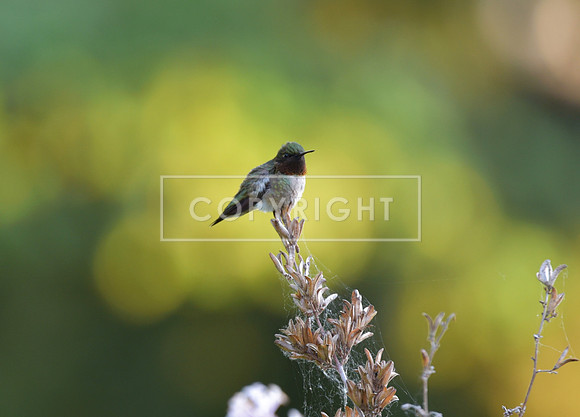 Hummingbird