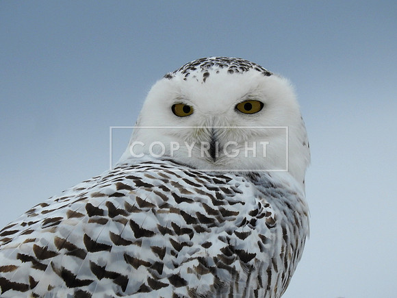 Snowy Owl Portrait