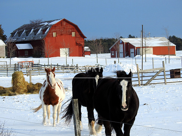 Mackinaw City Horses & Barn