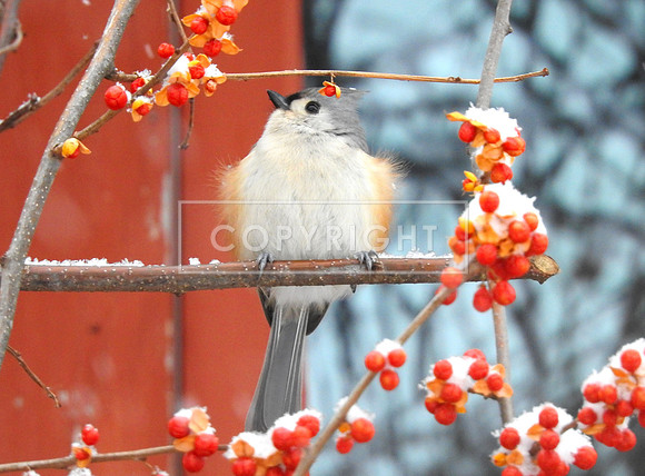 Tufted Titmouse in Bitter Sweet Berries