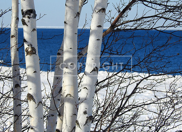 Lake Superior Birch Trees