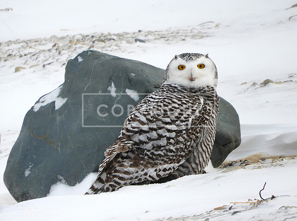 Snowy Owl, Platte River