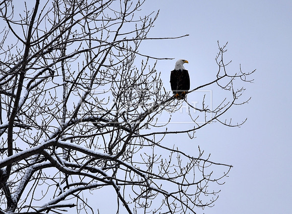 Snowy Bald Eagle