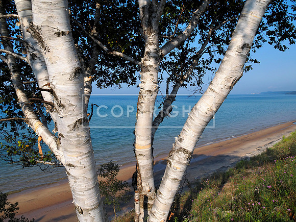 US-2 Birch Trees in Summer, Lake Michigan