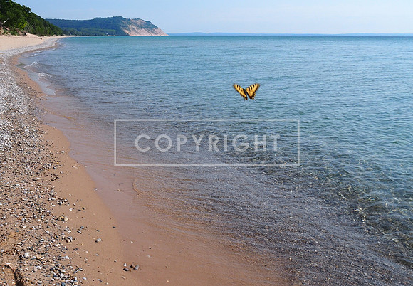 Tiger Swallowtail butterfly flying over Lake Michigan, Sleeping Bear Dunes