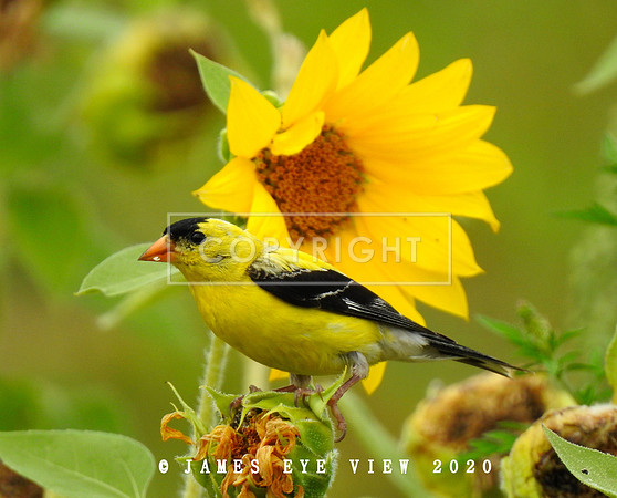 DSCN1036
